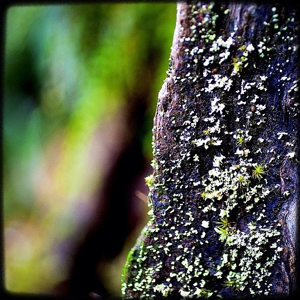 Igers Photograph - Lichen Log. #instagood #picoftheday by Kevin Smith