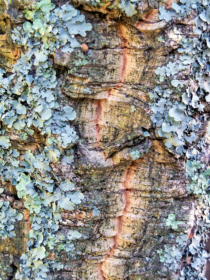 Lichen Photograph by Lynn Bolt