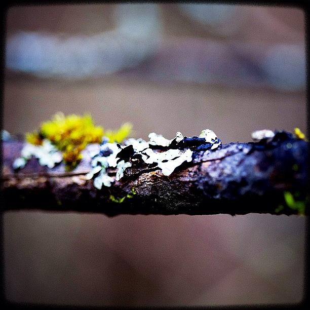 Igers Photograph - Lichen, Moss And A Twig. I Love The by Kevin Smith
