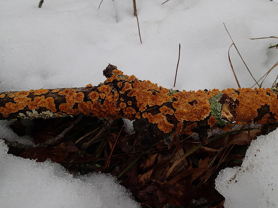 Lichen NSnow Photograph by Robert Nickologianis