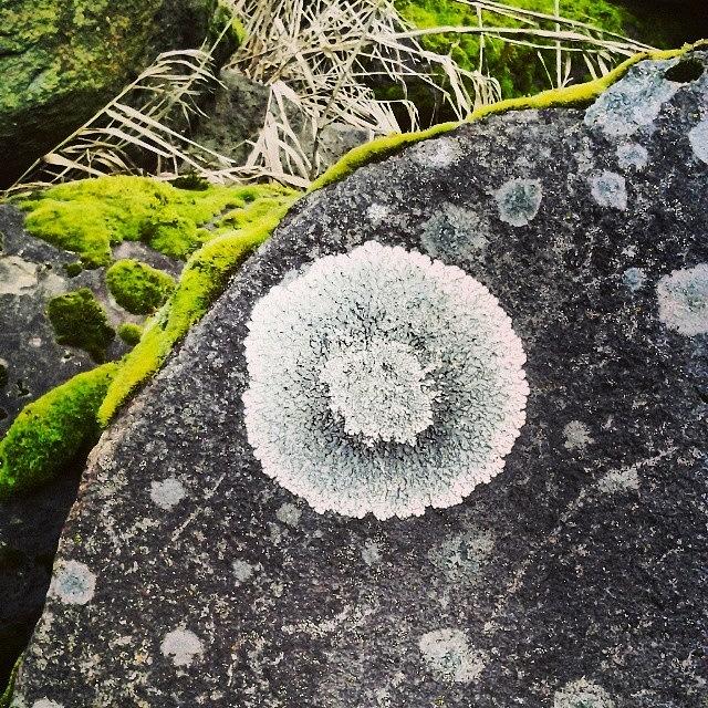 Lichen Photograph - #lichen On #boulders Along The by M R M