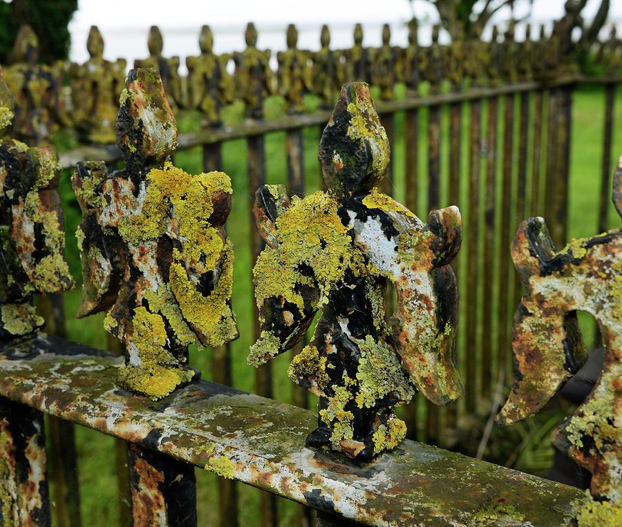Nature Photograph - Lichen On Iron Railings In Unpolluted Air by Cordelia Molloy