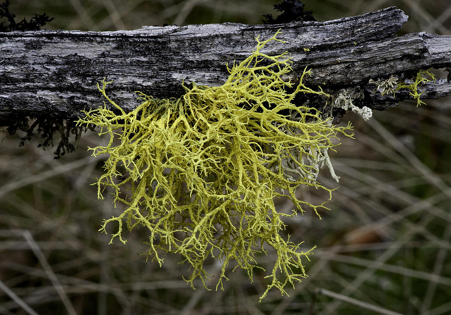 Lichen on Limb Photograph by Betty Depee