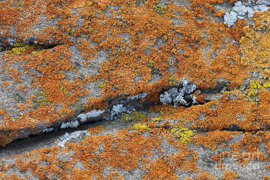 Lichen on Rock #1 Photograph by Donna L Munro