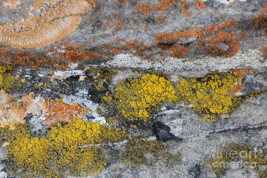 Lichen on Rock #2 Photograph by Donna L Munro