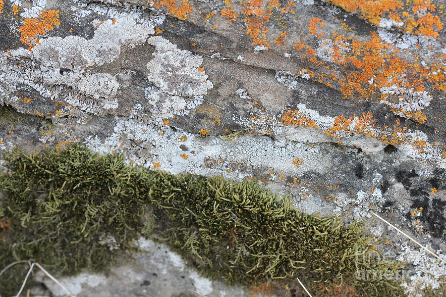 Lichen on Rock #3 Photograph by Donna L Munro