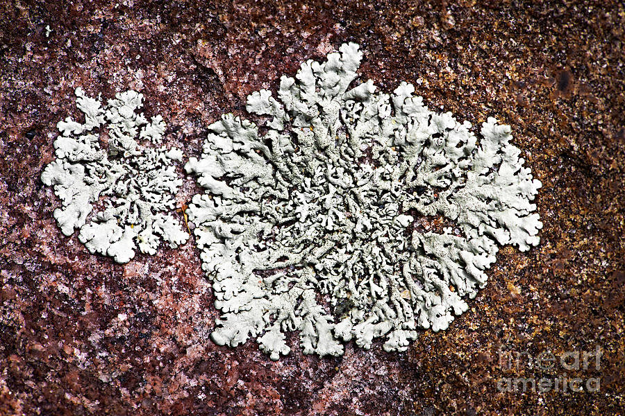 Lichen on rock Photograph by Elena Elisseeva