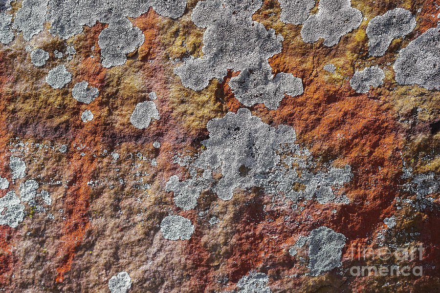 Lichen On Sandstone Photograph by Steven Ralser