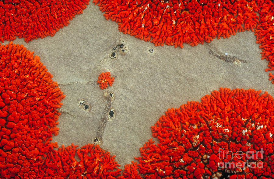 Pattern Photograph - Lichen Patterns On Rock by Art Wolfe