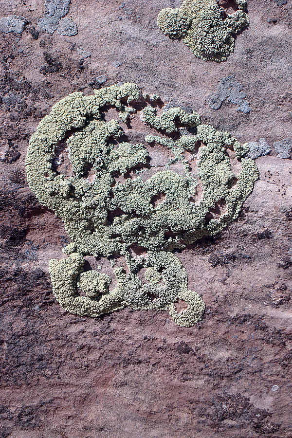 Lichen Patterns Photograph by Susan Woodward