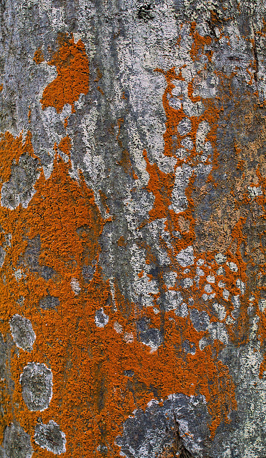 Lichen Photograph by Ron Harpham