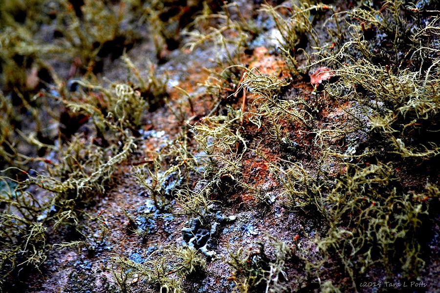 Lichen Photograph by Tara Potts