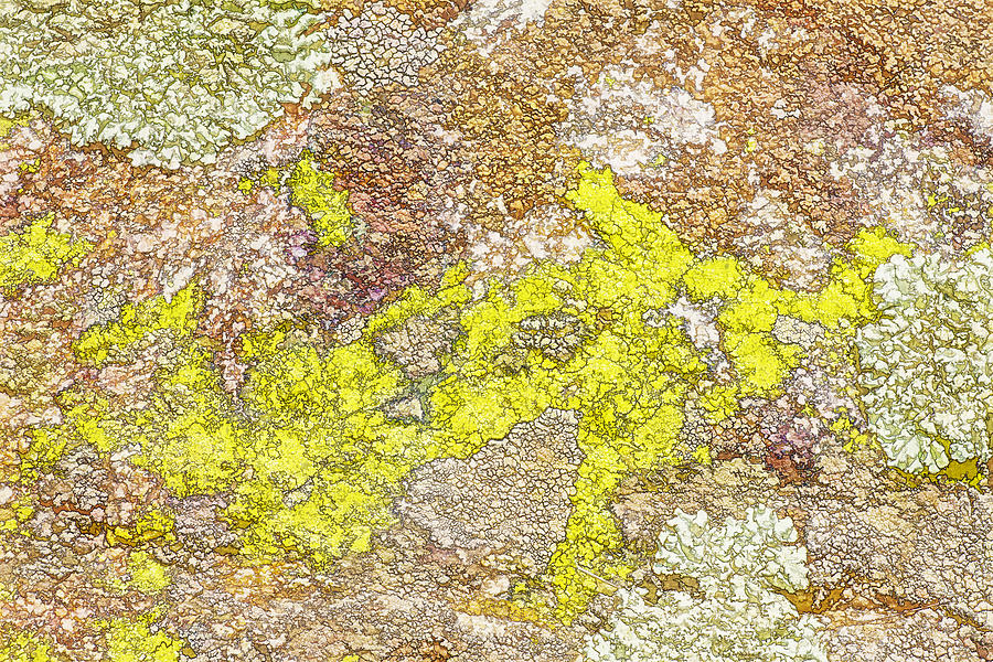 Lichen Textured Rock Photograph by Jerry Nettik