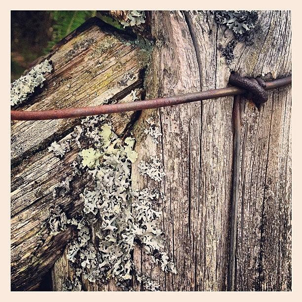 Lichen Wire And Wood Photograph by Brett Stoddart
