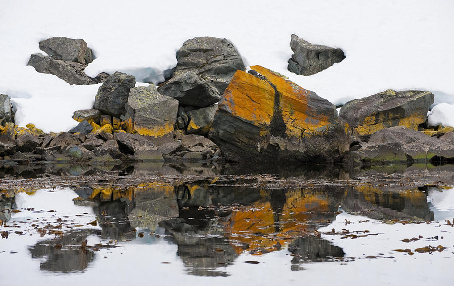 Lichened Rocks Along The Shoreline Photograph by John Shaw