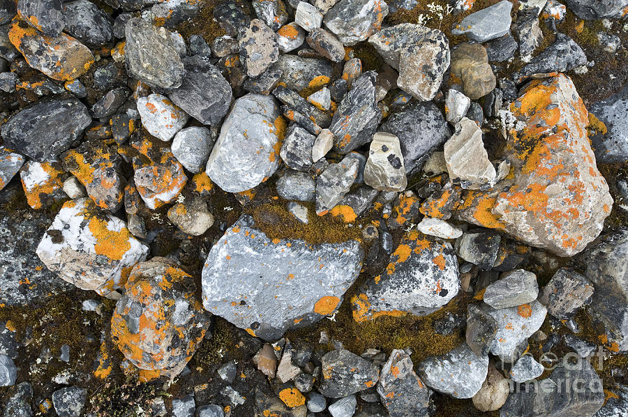 Lichened Rocks Photograph by John Shaw