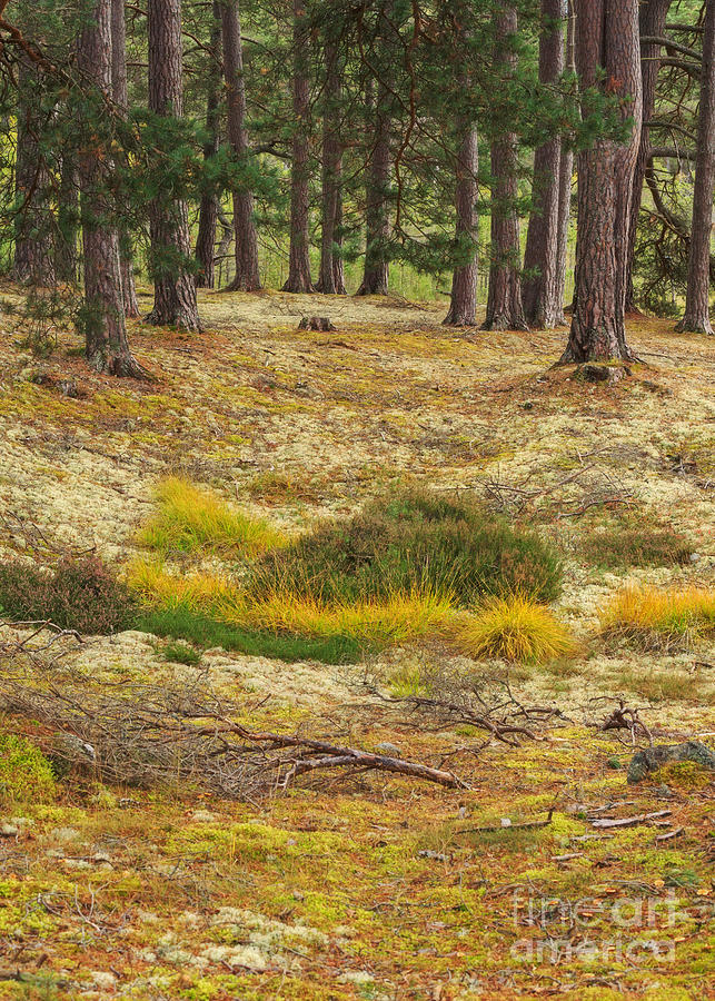 Lichens and Grasses on the Forest Floor Photograph by Louise Heusinkveld