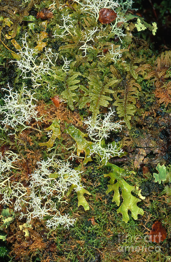 Lichens, Liverworts And Mosses Photograph by Gregory G. Dimijian, M.D.