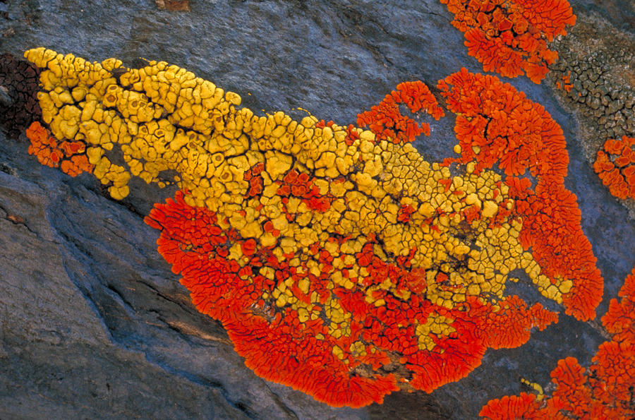 Lichens On A Rock Photograph by Robert Lee