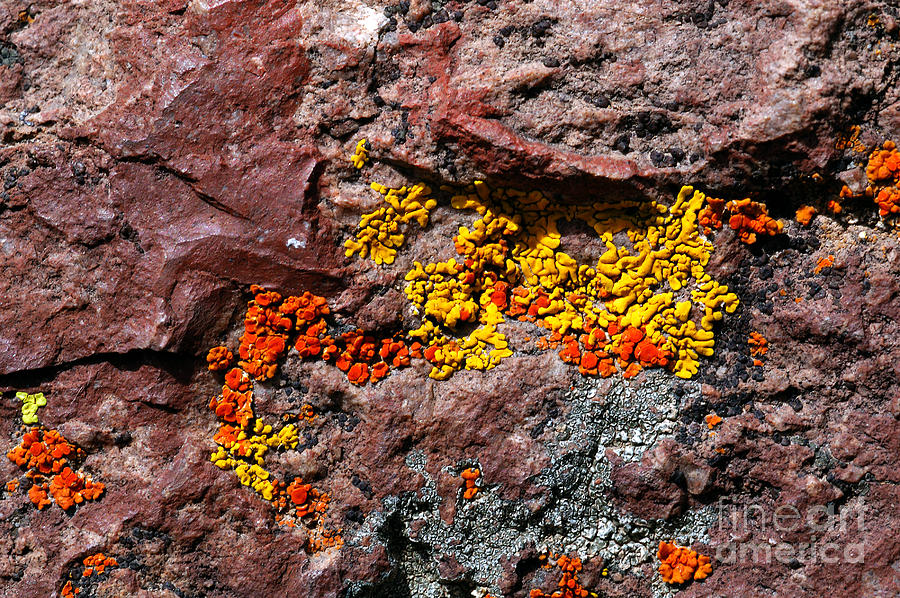Lichens On Bare Granite, Big Bend, Texas Photograph by Gregory G. Dimijian, M.D.
