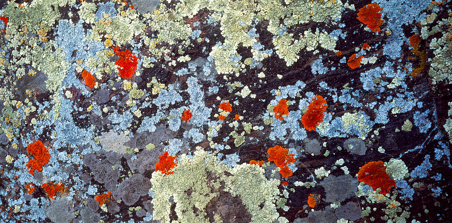 Abstract Photograph - Lichens On Rock Co Usa by Panoramic Images