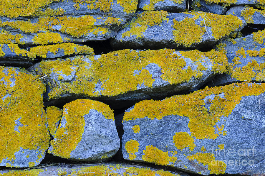 Lichens On Rock Photograph by John Shaw