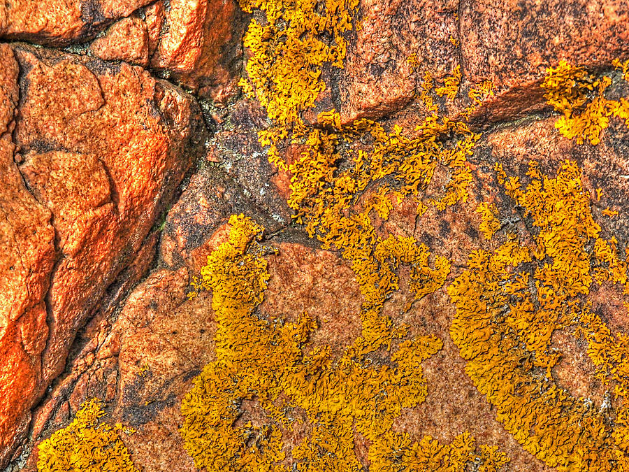 Abstract Photograph - Lichens on the Shoreline Rocks 1 by Gill Billington