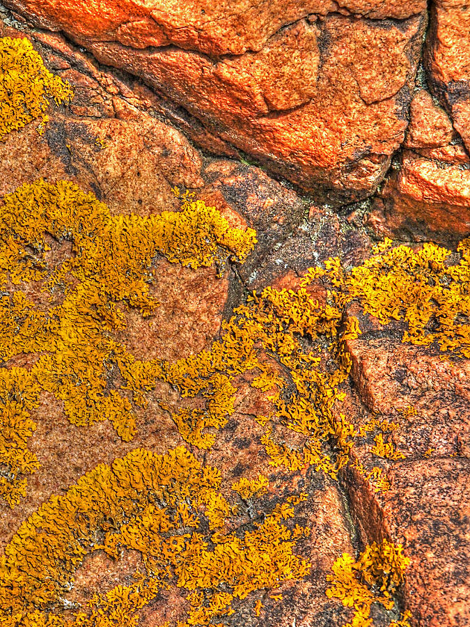 Abstract Photograph - Lichens on the Shoreline Rocks 2 by Gill Billington