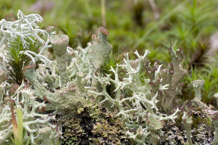 Lichens Photograph by Paul Whitten - Fine Art America