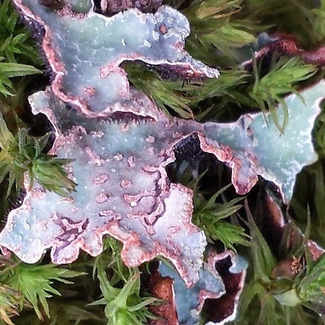 Lichens Photograph by Rita Frederick