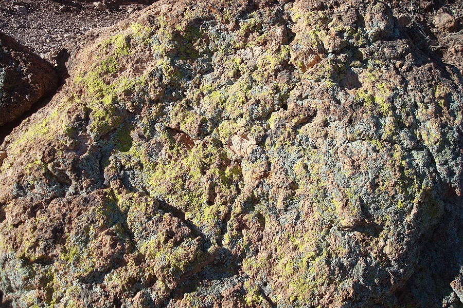 Lichens Photograph by Susan Woodward