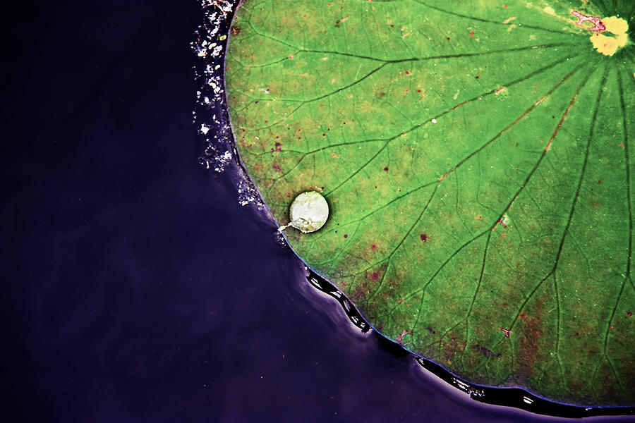 Lily Photograph - Lichterman Lily Pad by Suzanne Barber