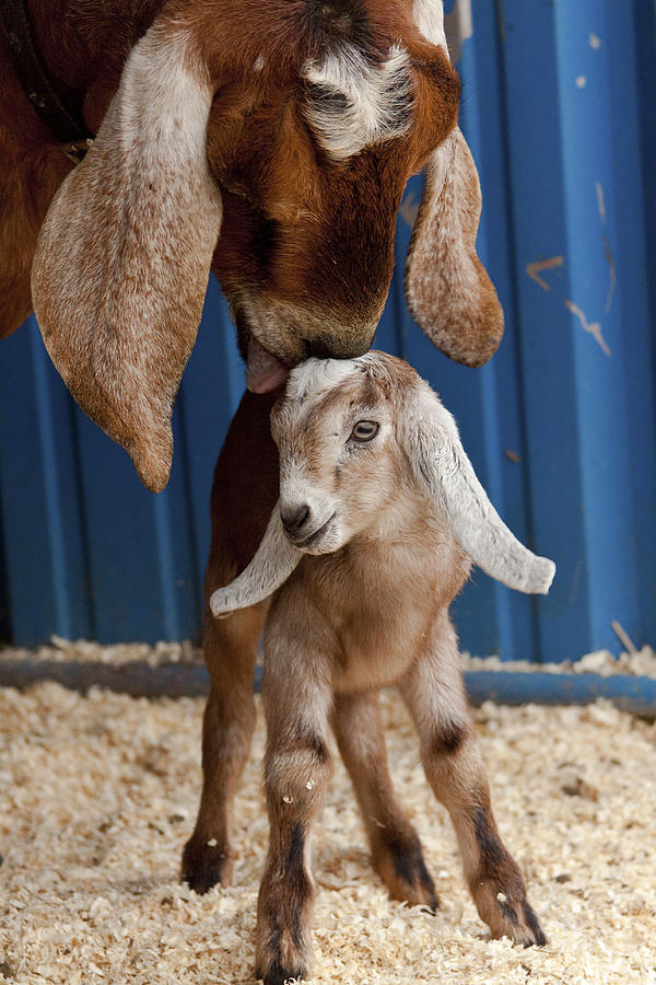 Goat Photograph - Licked Clean by Caitlyn  Grasso