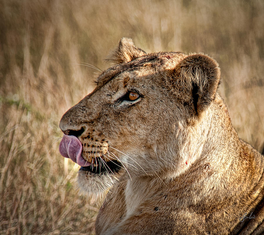 Licking Her Chops Photograph by Jason Lanier | Fine Art America