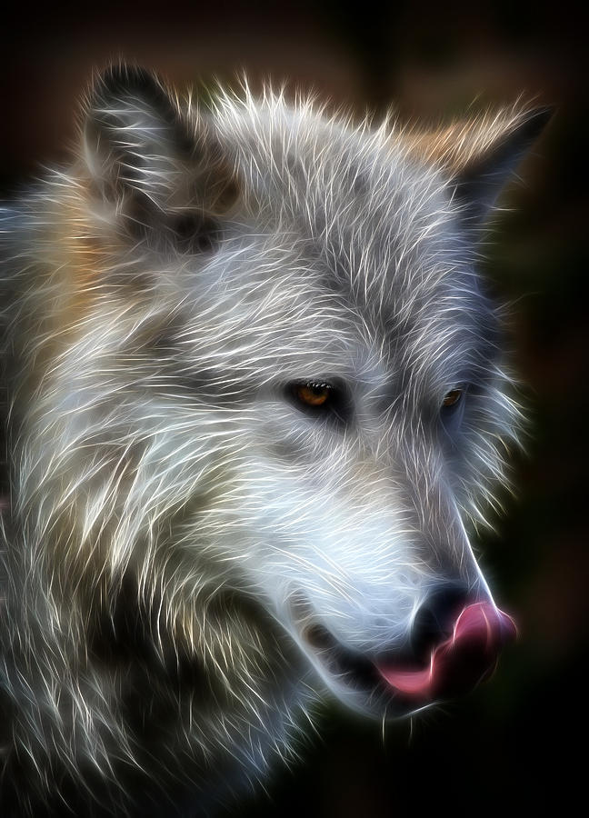 Wolves Photograph - Licking My Chops by Athena Mckinzie