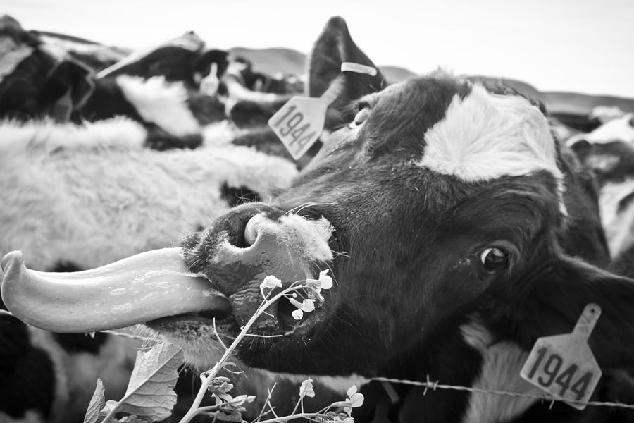 Cow Photograph - Licking The Picture Frame by Priya Ghose