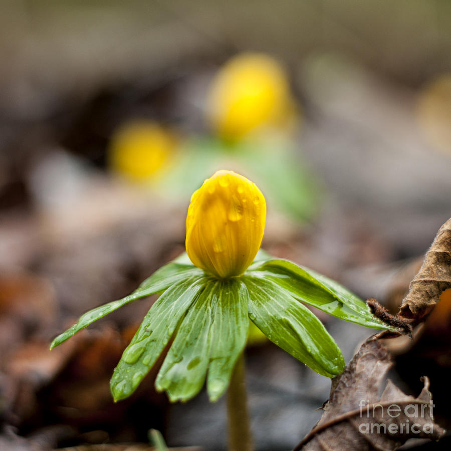 Early Spring flower Photograph by Mike Santis