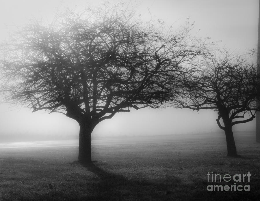 Life Among the Trees Photograph by Brenda Giasson