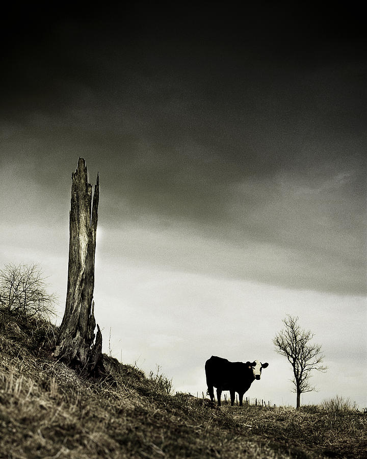 Life and Death In The Winter Pasture Photograph by Gray  Artus