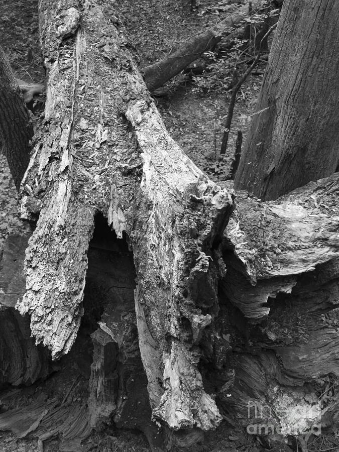 Life and Death on the Forest Floor Greyscale Photograph by MM Anderson
