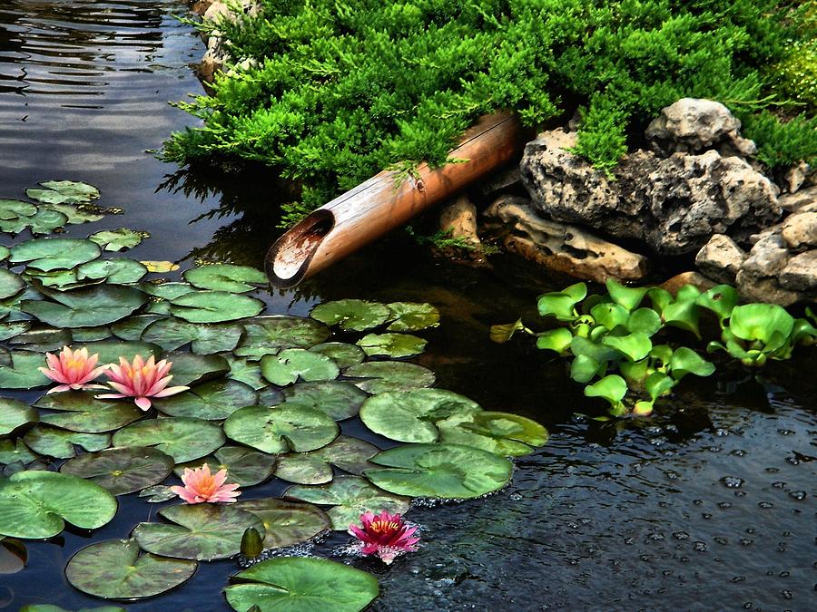Flower Photograph - Life at the Lily Pond by Andrea Kollo