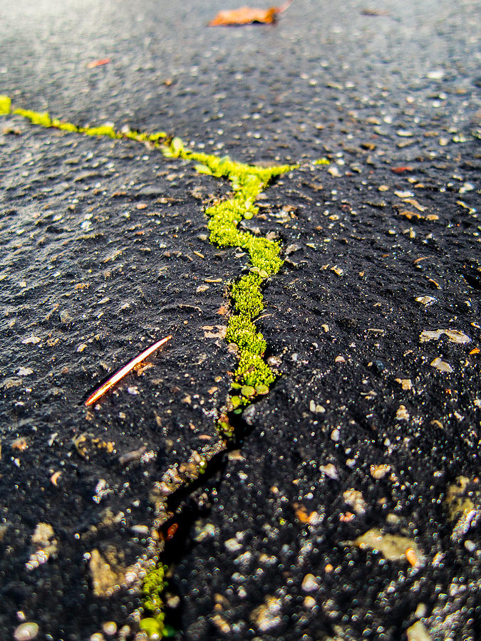 Moss Photograph - Life between the cracks by Mike Lee