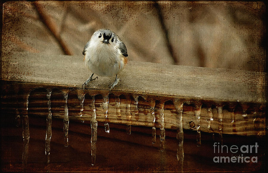 Titmouse Photograph - Life Can Be Tough by Lois Bryan