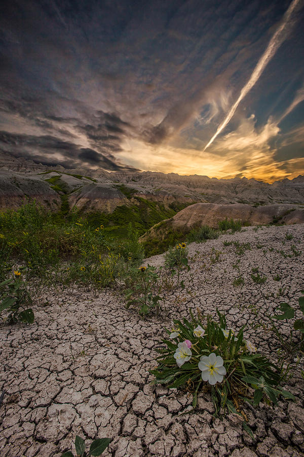 Badlands National Park Photograph - Life Finds A Way by Aaron J Groen