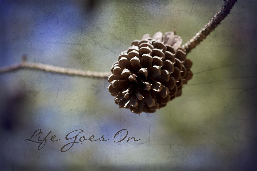 Life Goes On Photograph by Kathy Clark
