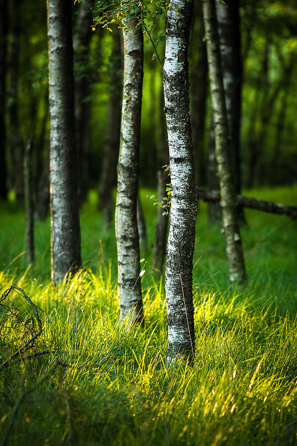 Life is a Birch Photograph by Andy Bitterer