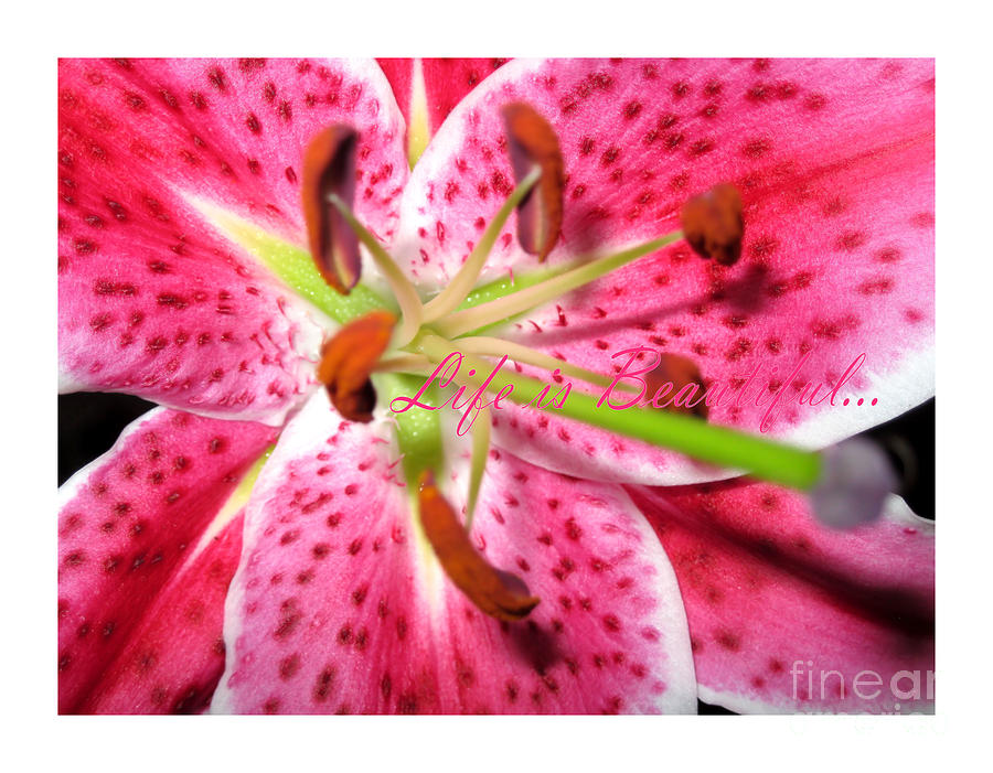 Spring Photograph - Life is Beautiful... Pink Lily by Oksana Semenchenko