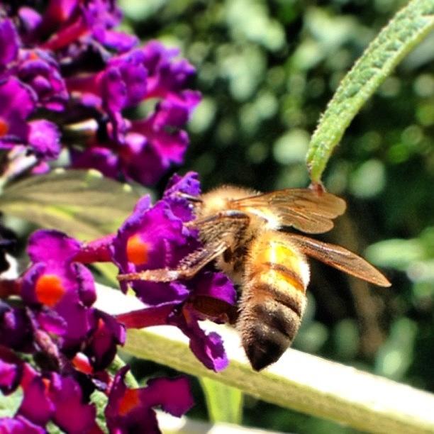 Nature Photograph - Life Is Bee-autiful... #macro by Jenn Waite