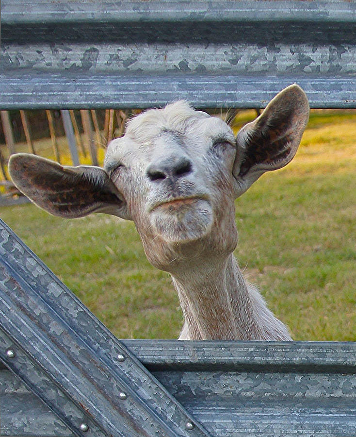 Goat Photograph - Life Is Good by EG Kight Goat Photograph - Life Is Good by EG Kight