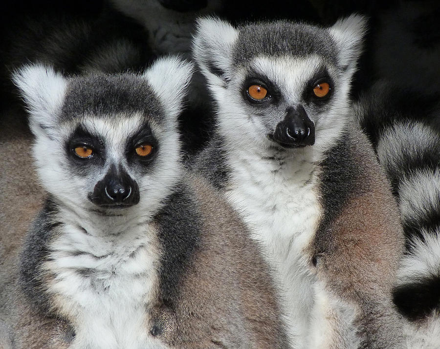 Life Is Serious - Ring-tailed Lemurs Photograph by Margaret Saheed
